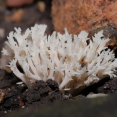 Clavulina sp. at Acton, ACT - 17 May 2024 by TimL