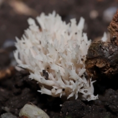 Clavulina sp. at ANBG - 17 May 2024 12:26 PM