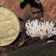 Clavulina sp. at ANBG - 17 May 2024 12:26 PM