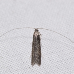 Ceromitia leptosticta (A Fairy moth) at QPRC LGA - 17 May 2024 by DianneClarke