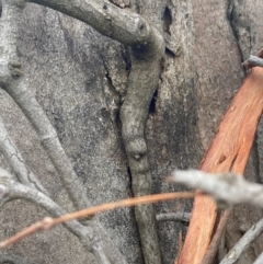 Muellerina eucalyptoides at Red Hill Nature Reserve - 8 May 2024 11:36 AM