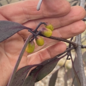 Muellerina eucalyptoides at Red Hill Nature Reserve - 8 May 2024 11:36 AM