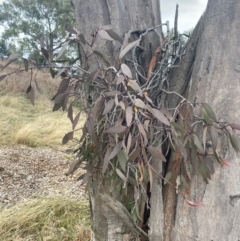 Muellerina eucalyptoides at Red Hill Nature Reserve - 8 May 2024 11:36 AM