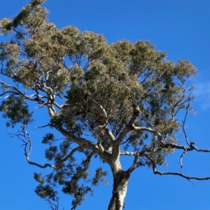 Eucalyptus melliodora at Watson, ACT - 15 May 2024