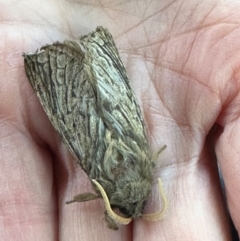 Oxycanus antipoda (Late Oxycanus) at QPRC LGA - 18 May 2024 by yellowboxwoodland