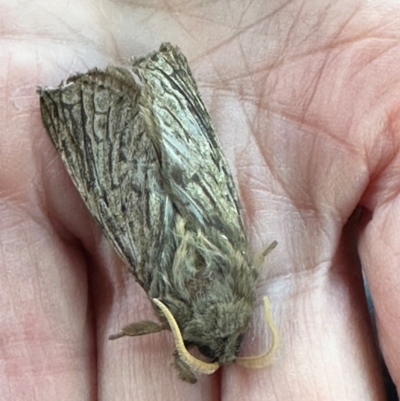 Oxycanus antipoda (Late Oxycanus) at QPRC LGA - 18 May 2024 by yellowboxwoodland