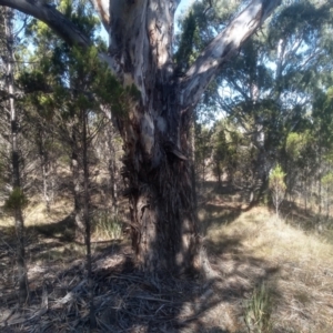 Eucalyptus mannifera subsp. mannifera at Cooma North Ridge Reserve - 17 May 2024