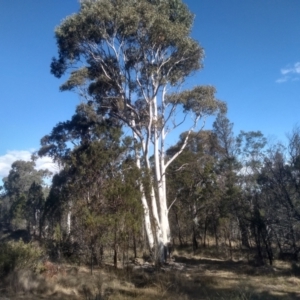 Eucalyptus mannifera subsp. mannifera at Cooma North Ridge Reserve - 17 May 2024