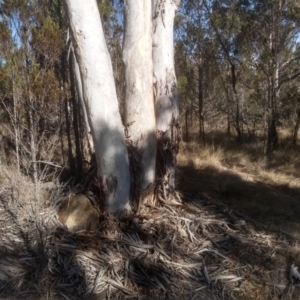 Eucalyptus mannifera subsp. mannifera at Cooma North Ridge Reserve - 17 May 2024