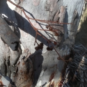 Eucalyptus mannifera subsp. mannifera at Cooma North Ridge Reserve - 17 May 2024