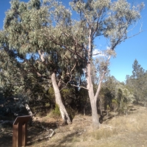 Eucalyptus macrorhyncha subsp. macrorhyncha at Cooma North Ridge Reserve - 17 May 2024 01:53 PM