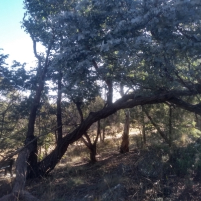 Eucalyptus cinerea subsp. cinerea (Argyle Apple) at Cooma North Ridge Reserve - 17 May 2024 by mahargiani