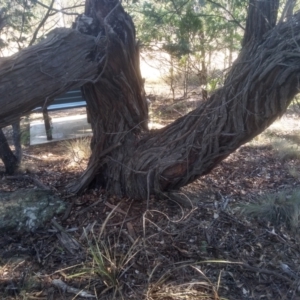 Eucalyptus cinerea subsp. cinerea at Cooma North Ridge Reserve - 17 May 2024