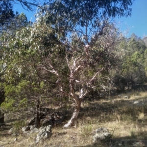 Eucalyptus sp. at Cooma North Ridge Reserve - 17 May 2024