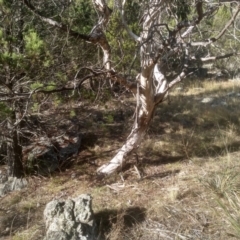 Eucalyptus sp. at Cooma North Ridge Reserve - 17 May 2024