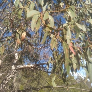 Eucalyptus sp. at Cooma North Ridge Reserve - 17 May 2024 02:47 PM