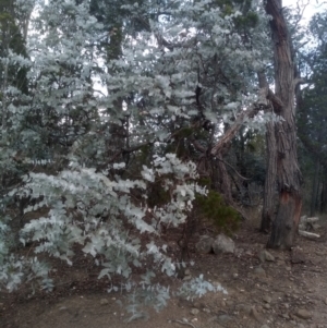 Eucalyptus cinerea at Cooma North Ridge Reserve - 17 May 2024 03:41 PM