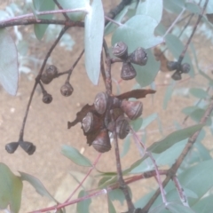 Eucalyptus cinerea at Cooma North Ridge Reserve - 17 May 2024 03:41 PM