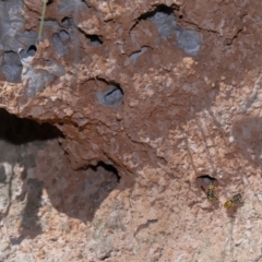 Vespula germanica (German Yellowjacket Wasp (also known as European Wasp)) at Tidbinbilla Nature Reserve - 18 May 2024 by TimL