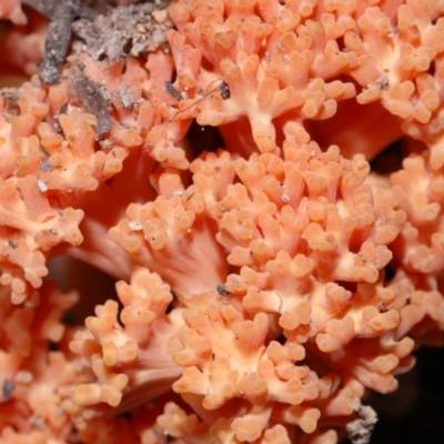 Ramaria sp. (A Coral fungus) at Paddys River, ACT - 18 May 2024 by TimL