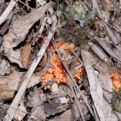 Ramaria sp. at Tidbinbilla Nature Reserve - 18 May 2024 12:21 PM