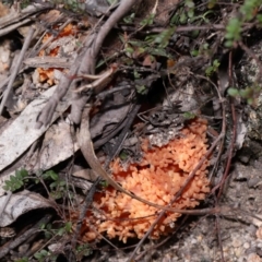 Ramaria sp. at Tidbinbilla Nature Reserve - 18 May 2024 12:21 PM