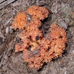 Ramaria sp. at Tidbinbilla Nature Reserve - 18 May 2024 12:21 PM