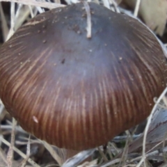 Unverified Cap on a stem; gills below cap [mushrooms or mushroom-like] at Wingecarribee Local Government Area - 18 May 2024 by SandraH