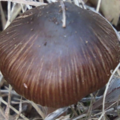 Unidentified Cap on a stem; gills below cap [mushrooms or mushroom-like] at Mittagong, NSW - 18 May 2024 by SandraH