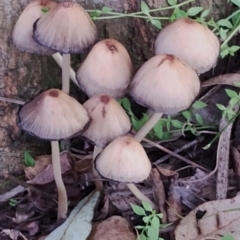 Coprinellus micaceus/truncorum (Ink Cap) at Bodalla State Forest - 17 May 2024 by Teresa