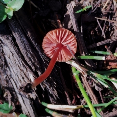 Laccaria sp. (Laccaria) at Bodalla State Forest - 17 May 2024 by Teresa