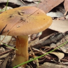 Unidentified Cap on a stem; gills below cap [mushrooms or mushroom-like] at Mittagong, NSW - 18 May 2024 by SandraH