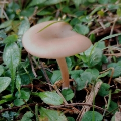 Unidentified Cap on a stem; gills below cap [mushrooms or mushroom-like] at Bodalla State Forest - 17 May 2024 by Teresa