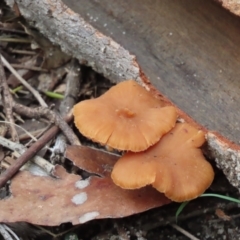 Unidentified Cap on a stem; gills below cap [mushrooms or mushroom-like] at Mittagong, NSW - 18 May 2024 by SandraH