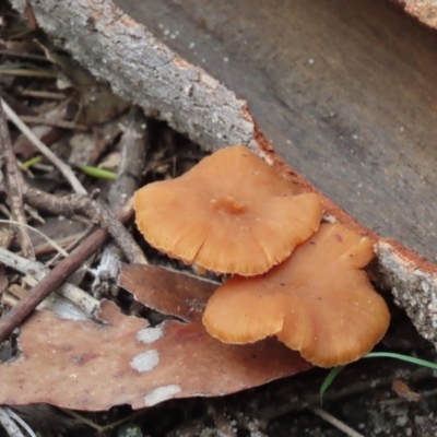 Laccaria sp. (Laccaria) at Wingecarribee Local Government Area - 18 May 2024 by SandraH