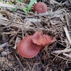 Unidentified Cap on a stem; gills below cap [mushrooms or mushroom-like] at Bodalla State Forest - 17 May 2024 by Teresa