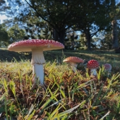 Amanita muscaria (Fly Agaric) at Bodalla, NSW - 17 May 2024 by Teresa