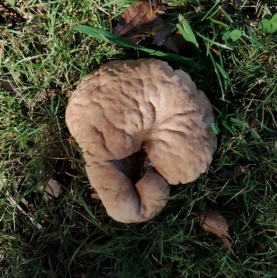 Unidentified Other fungus at Bodalla, NSW - 17 May 2024 by Teresa