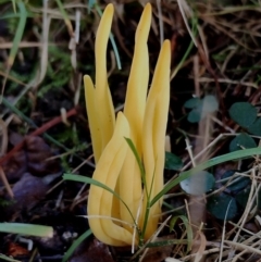 Clavulinopsis amoena at Bodalla, NSW - 16 May 2024 by Teresa