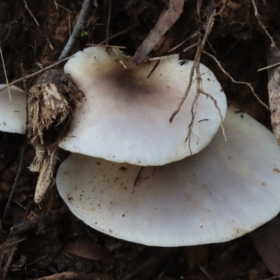 Unidentified Cap on a stem; gills below cap [mushrooms or mushroom-like] at Mittagong, NSW - 16 May 2024 by SandraH