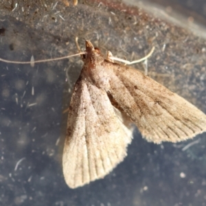 Tolpiodes oligolasia at Broulee Moruya Nature Observation Area - suppressed