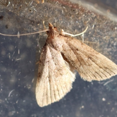 Tolpiodes oligolasia (An Erebid moth (Catacalini)) at Broulee Moruya Nature Observation Area - 17 May 2024 by LisaH