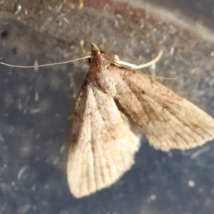 Tolpiodes oligolasia at Broulee Moruya Nature Observation Area - suppressed