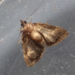 Tolpiodes oligolasia at Broulee Moruya Nature Observation Area - suppressed