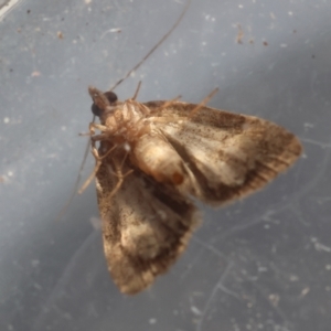 Tolpiodes oligolasia at Broulee Moruya Nature Observation Area - suppressed
