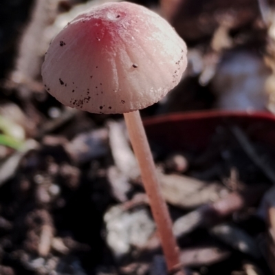 Mycena sp. (Mycena) at Bodalla, NSW - 17 May 2024 by Teresa