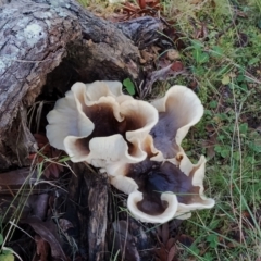 Omphalotus nidiformis (Ghost Fungus) at Bodalla, NSW - 17 May 2024 by Teresa