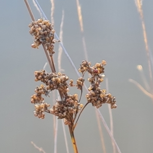 Juncus sp. at Mount Mugga Mugga - 18 May 2024 04:13 PM