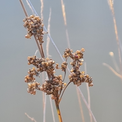 Juncus sp. (A Rush) at Mount Mugga Mugga - 18 May 2024 by Mike