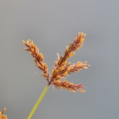 Cyperus exaltatus at Mount Mugga Mugga - 19 May 2024 12:12 PM